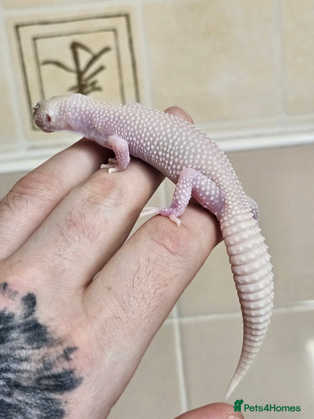 Leopard Gecko reptiles for sale: Blacknight macksnows and supersnows in tremper - Image 2