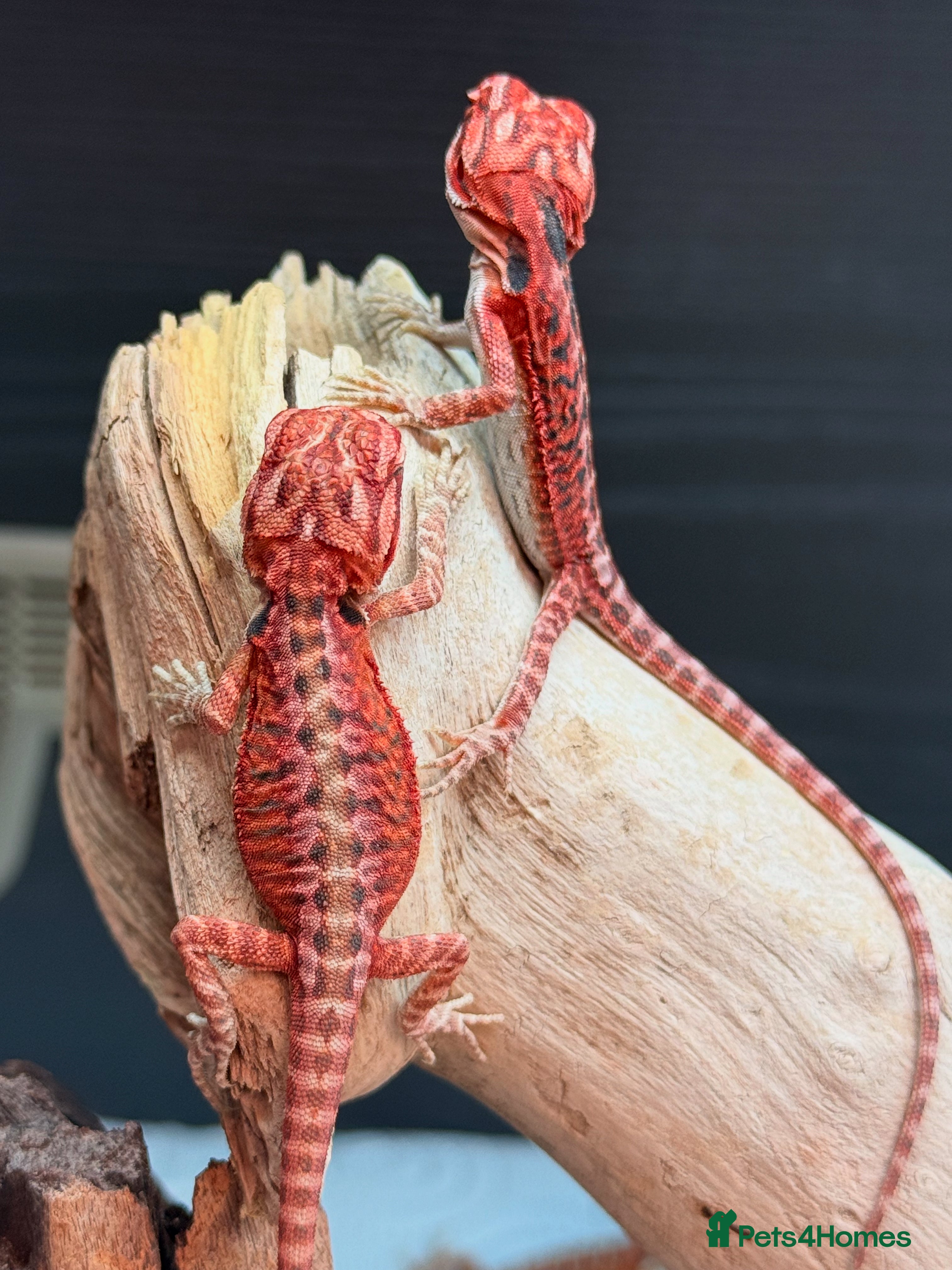 Bearded Dragon reptiles Red Monster x Spanish Red baby Bearded Dragons - Advert 7