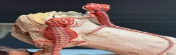 Bearded Dragon reptiles for sale: Red Monster x Spanish Red baby Bearded Dragons - Advert 1