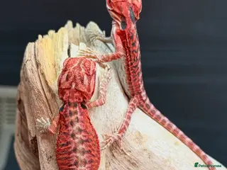 Bearded Dragon reptiles Red Monster x Spanish Red baby Bearded Dragons - Advert 1