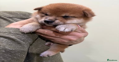 Japanese Shiba Inu dogs - Advert 7