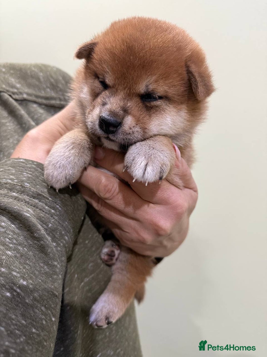 Japanese Shiba Inu dogs for sale: 🐕 KC reg Japanese Shiba Inu Puppies 🐕 - Image 3
