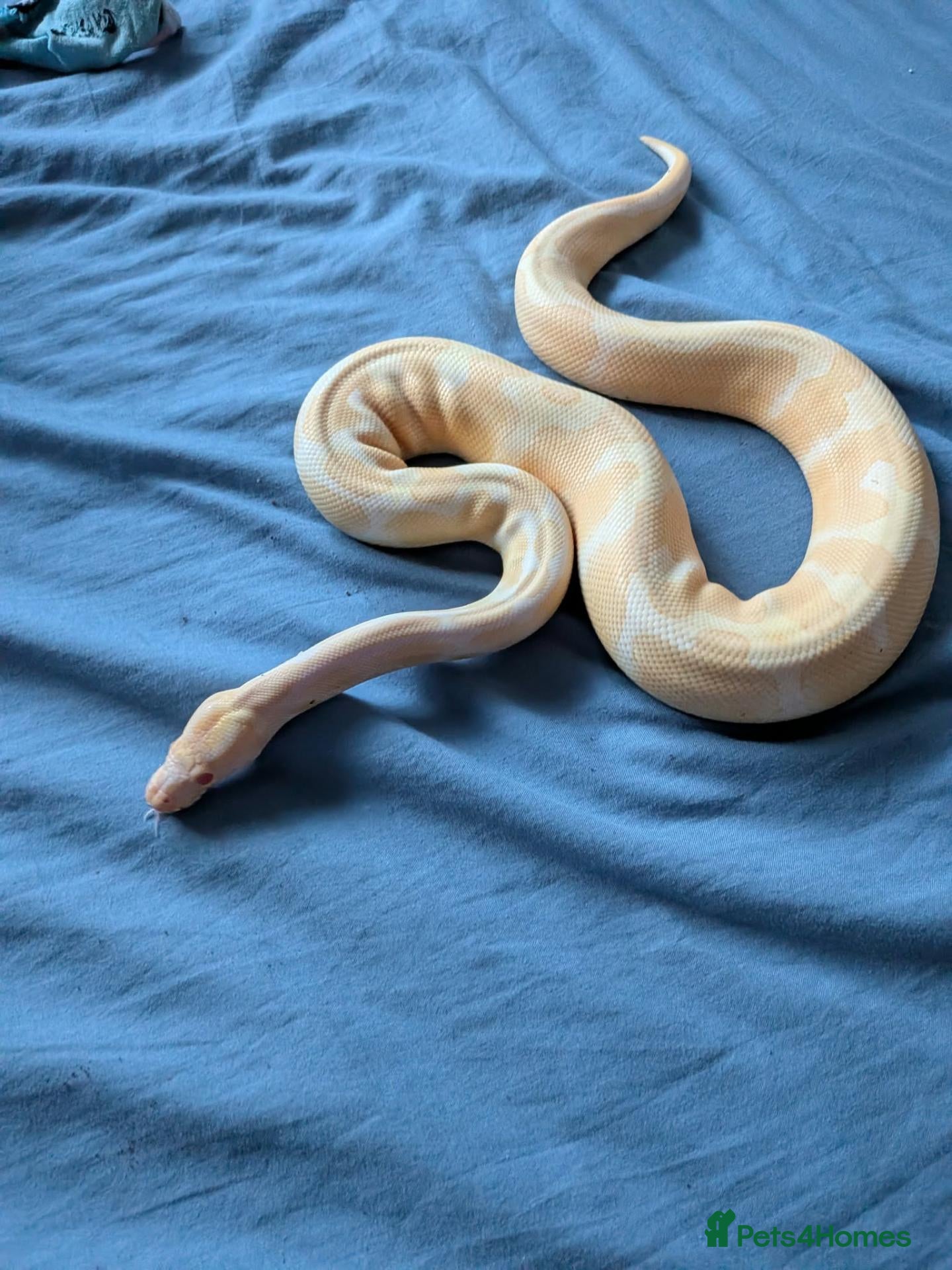 Python Snake reptiles Albino Royal Python - Advert 3