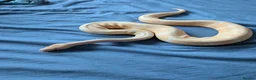 Python Snake reptiles for sale: Albino Royal Python - Advert 1