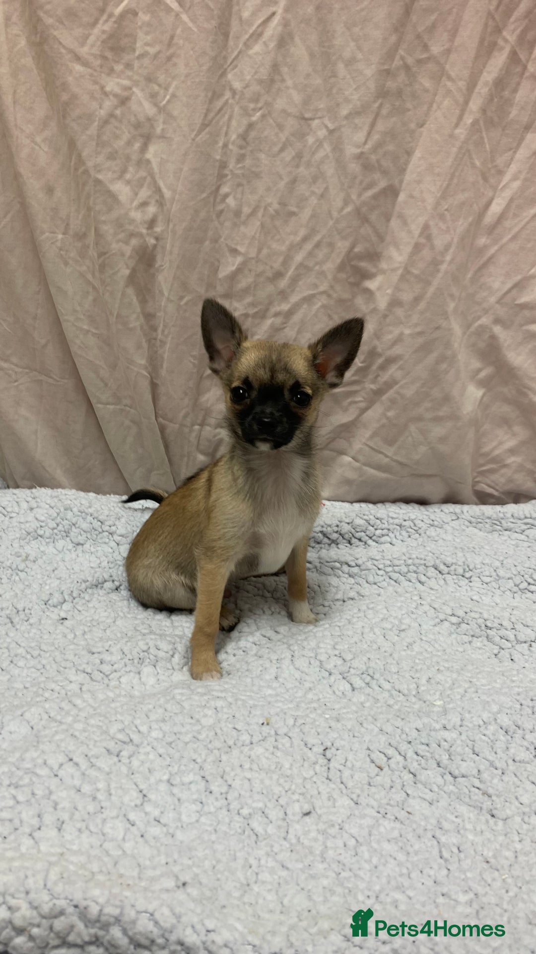 Pomchi dogs for sale: 🐾MALE POMCHI PUPPIES🐾 - Advert 10
