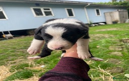 Border Collie dogs for sale: Daisy’s pups - Image 6