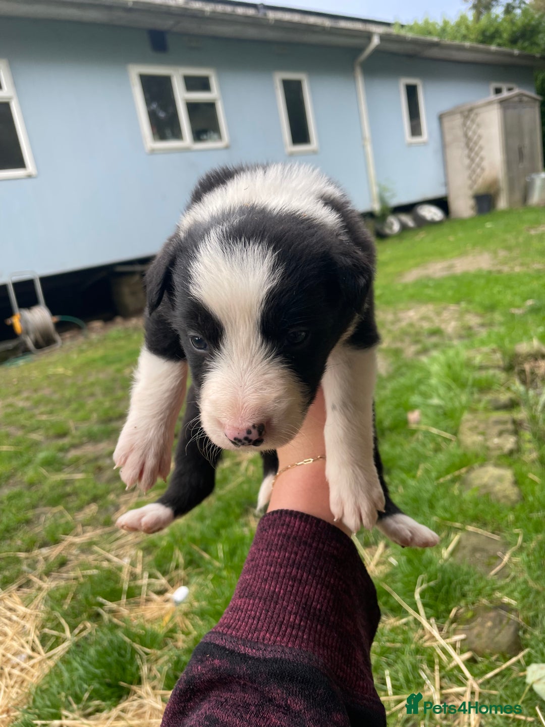 Border Collie dogs for sale: Daisy’s pups - Image 6