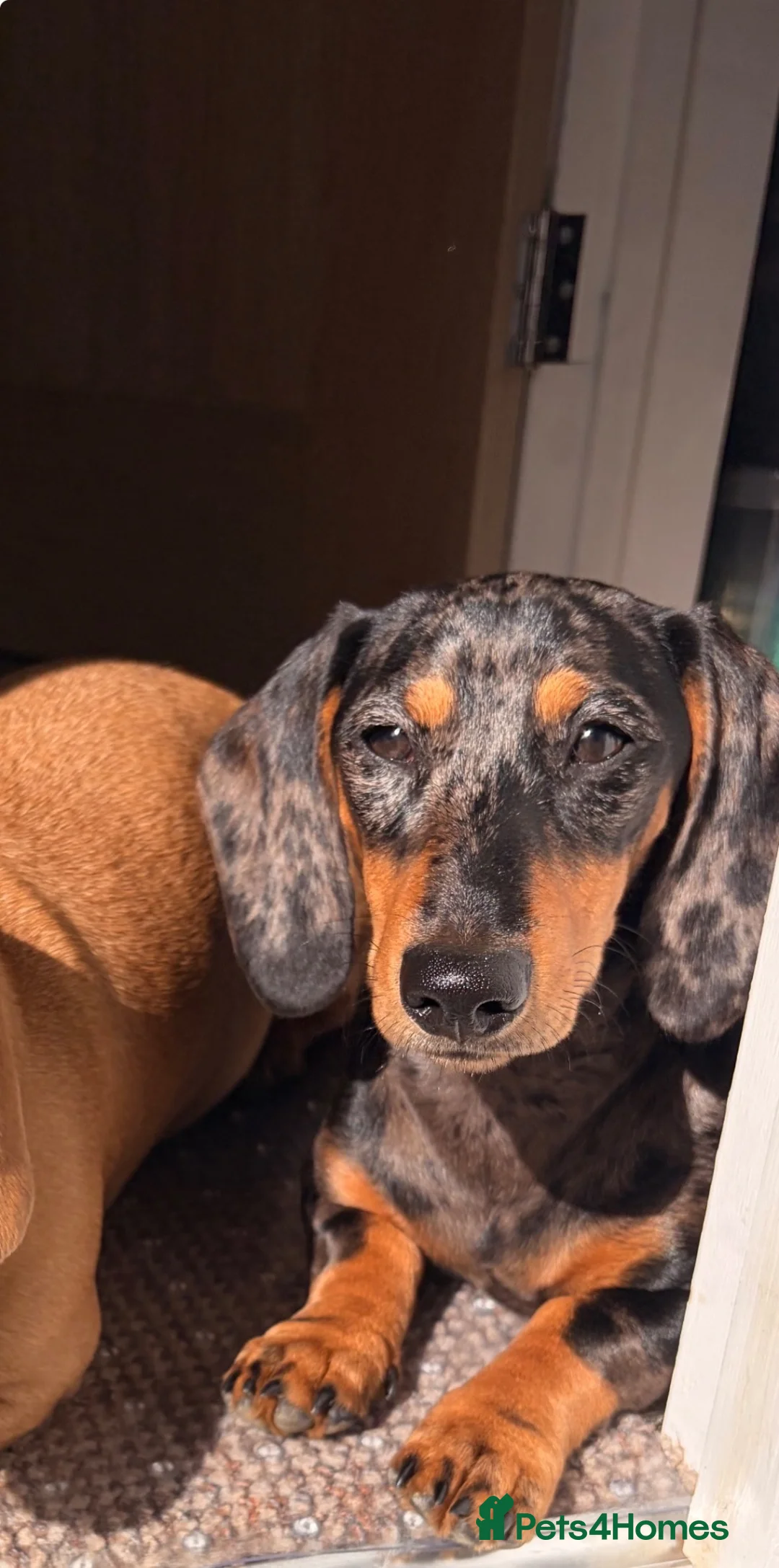 Miniature Dachshund dogs for sale: Male and female Dachshund for sale  - Advert 8