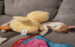British Shorthair cats for sale: Beautiful ginger and white female cat - Image 9