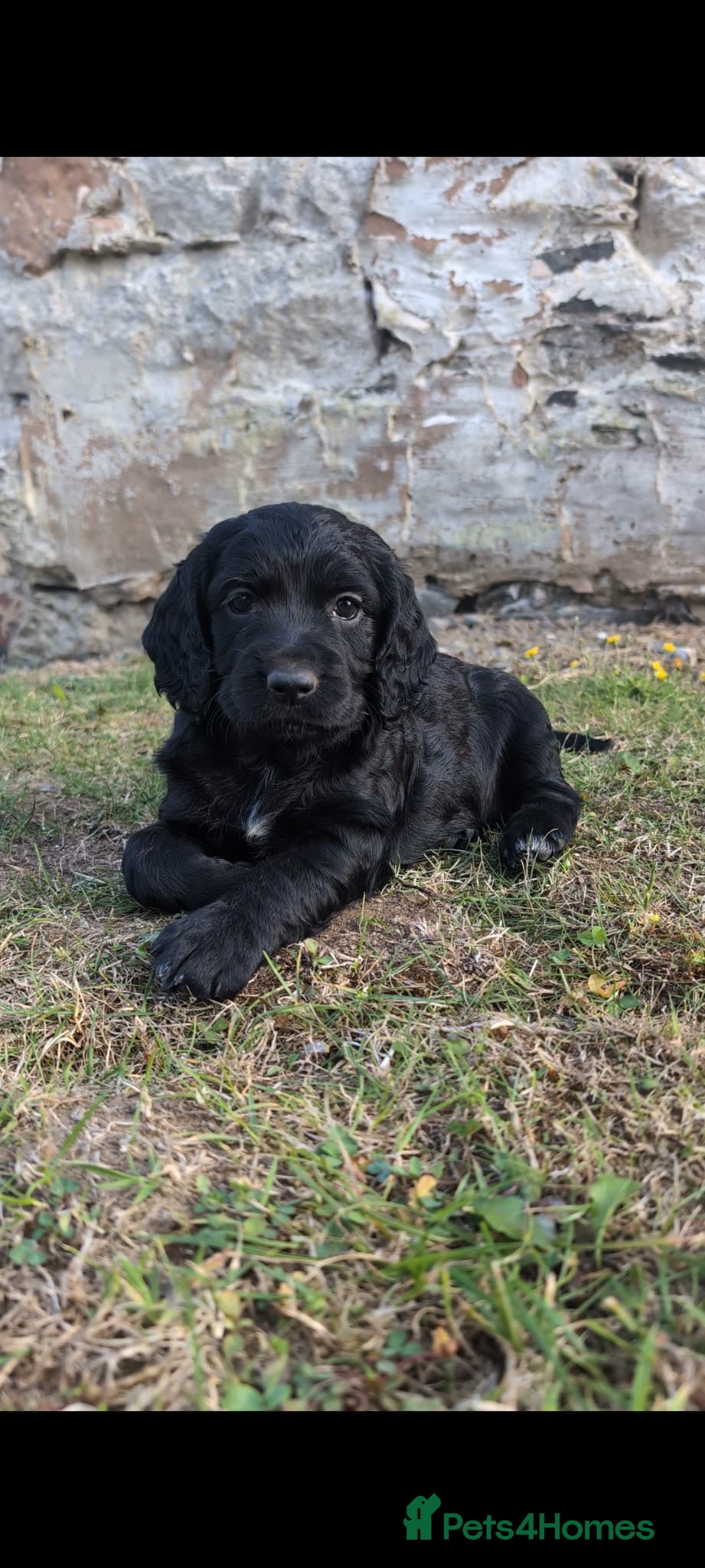 Cocker Spaniel dogs 7 beautiful cocker spaniels - Advert 2