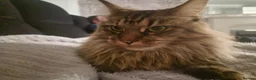 Maine Coon cats for sale: Pure maincoon females in Wolverhampton - Advert 2