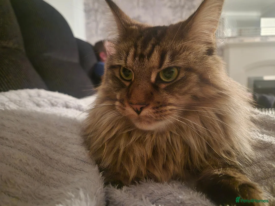Maine Coon cats for sale: Pure maincoon females in Wolverhampton - Advert 2