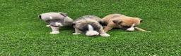 Whippet dogs for sale: Beautiful KC Registered Whippet Pups. - Advert 11