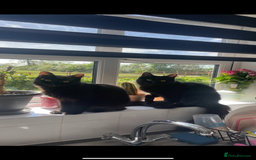 Mixed Breed cats for sale: 2 long haired black females❤️ - Image 1