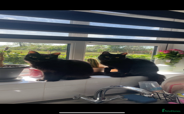 Mixed Breed cats - Advert 7