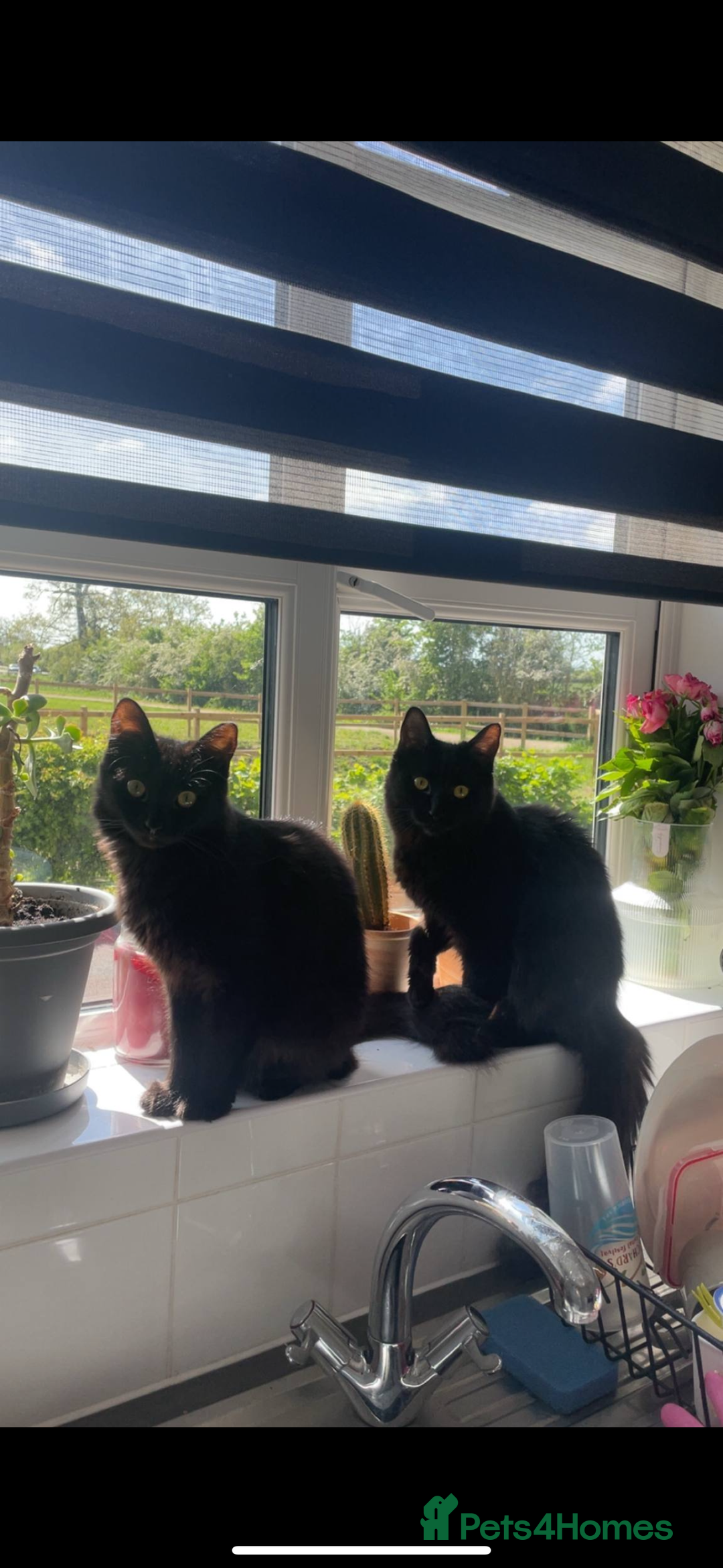 Mixed Breed cats for sale: 2 long haired black females❤️ - Image 1