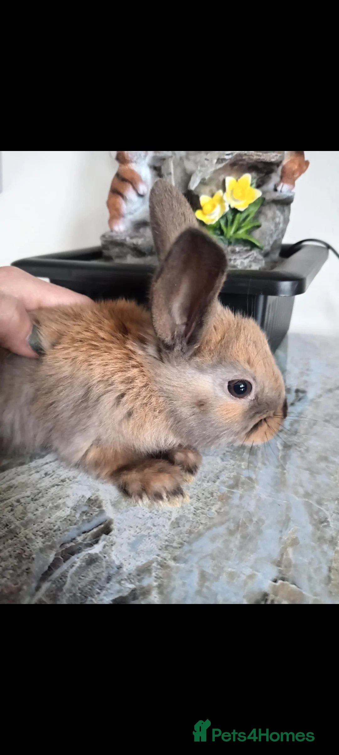 Mini Lop rabbits for sale: Baby lops - Advert 11