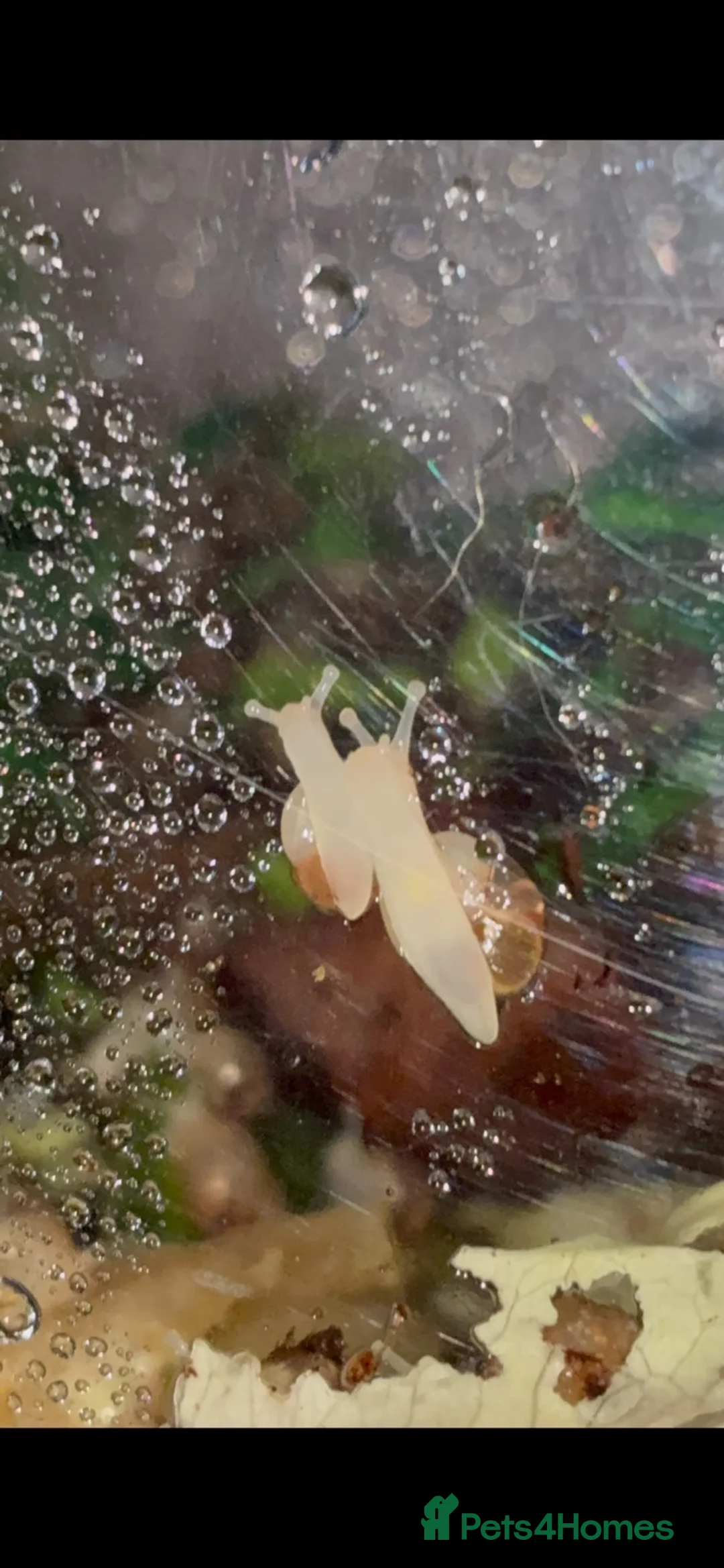 Snails invertebrates for sale: Albino giant african  land snails  - Advert 2