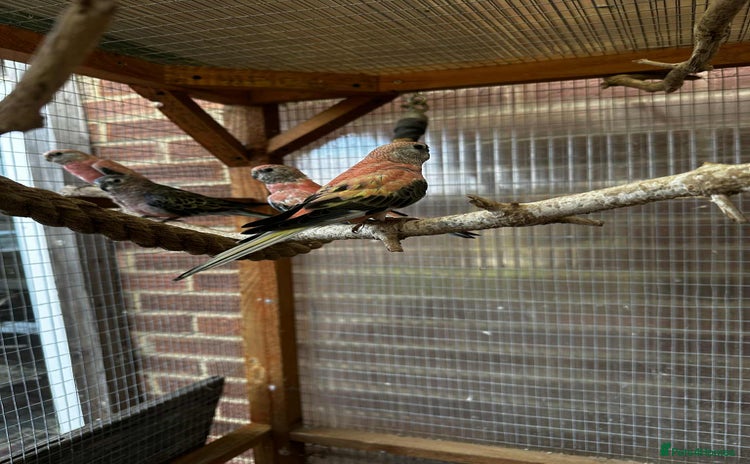 Parakeets birds - Advert 1