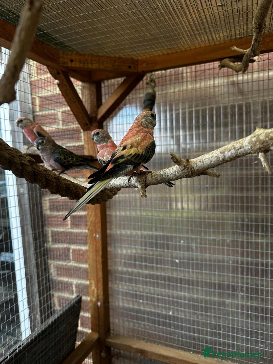 Parakeets birds for sale: Bourkes for sale  - Image 1