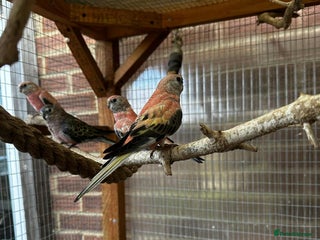 Parakeets birds - Advert 35