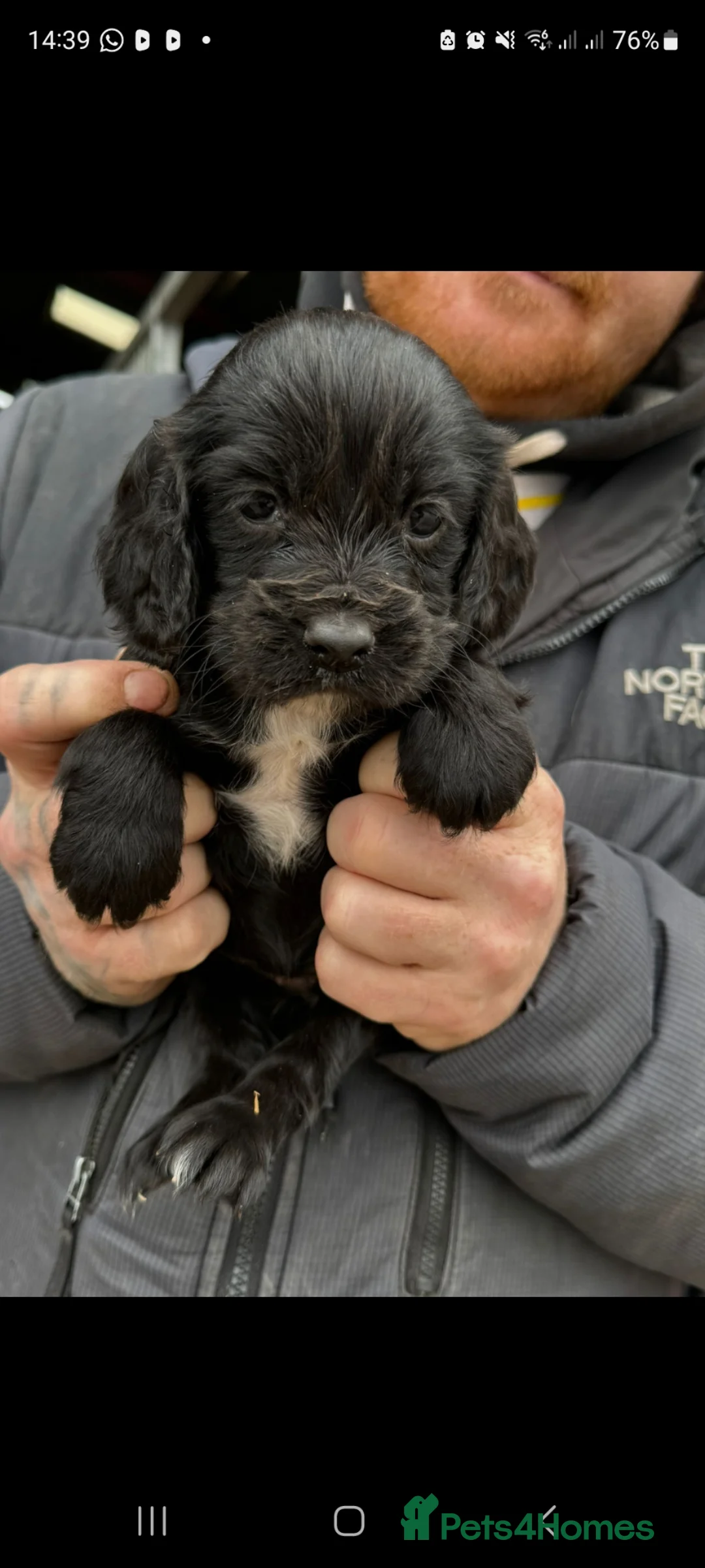 Cocker Spaniel dogs for sale: 2 little girls left - Advert 1