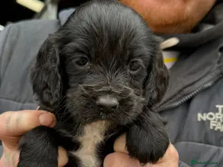 Cocker Spaniel dogs 2 little girls left - Advert 3