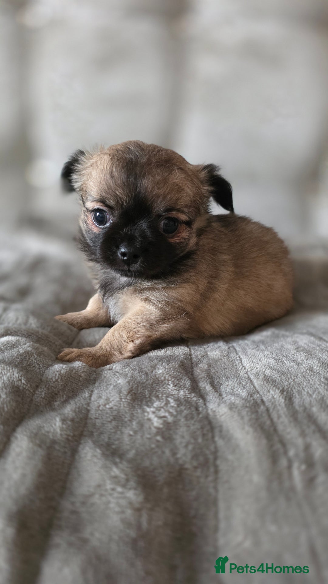 Chihuahua dogs for sale: Tiny Long-Haired Chihuahua Puppies - Image 6