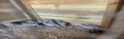 Quail poultry for sale: ** SNOW FLAKE BOB WHITE MALE QUAILS ** - Advert 1
