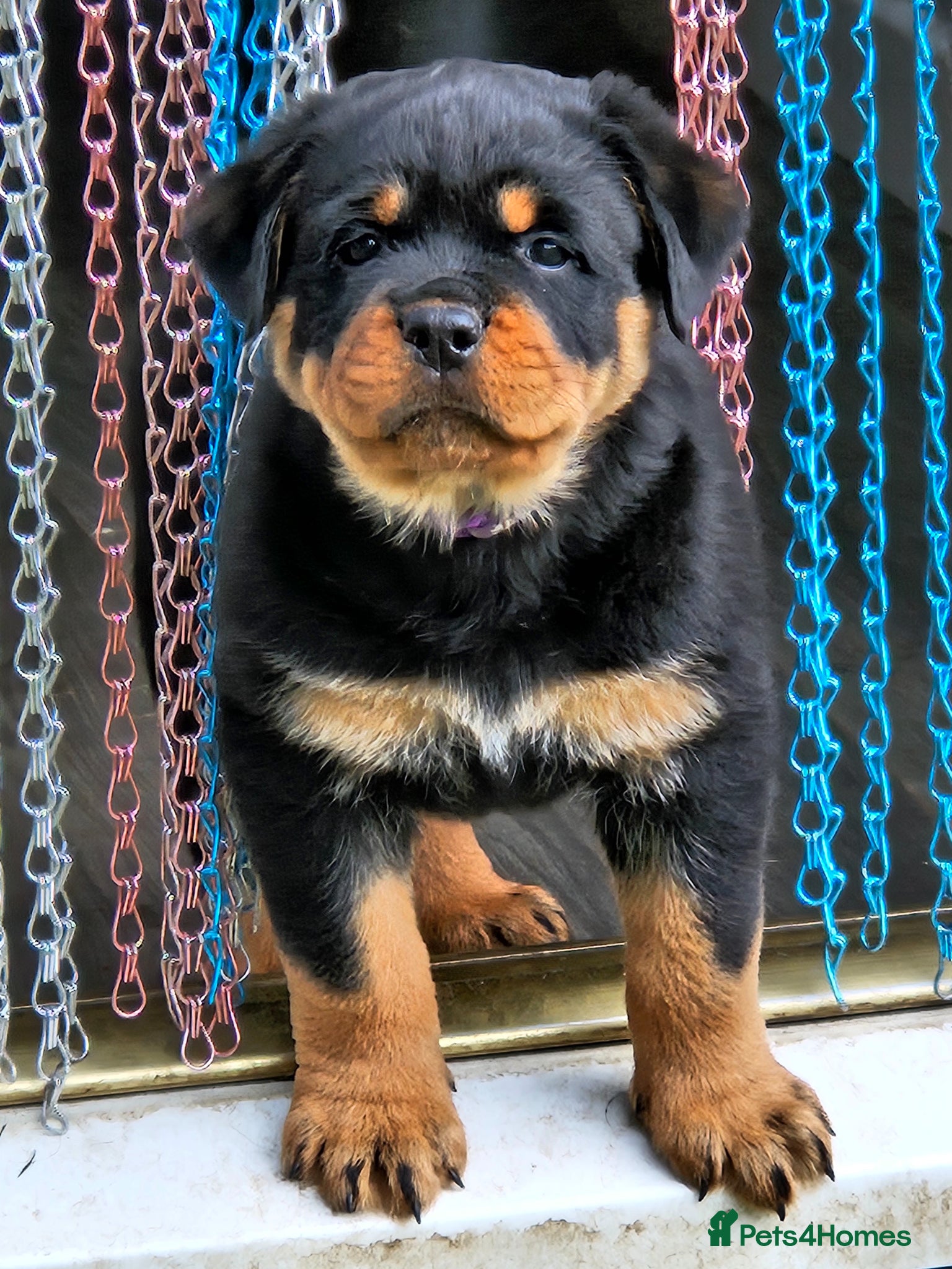Rottweiler dogs Beautiful rottweiler puppies  - Advert 8