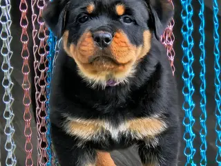 Rottweiler dogs Beautiful rottweiler puppies - Advert 6
