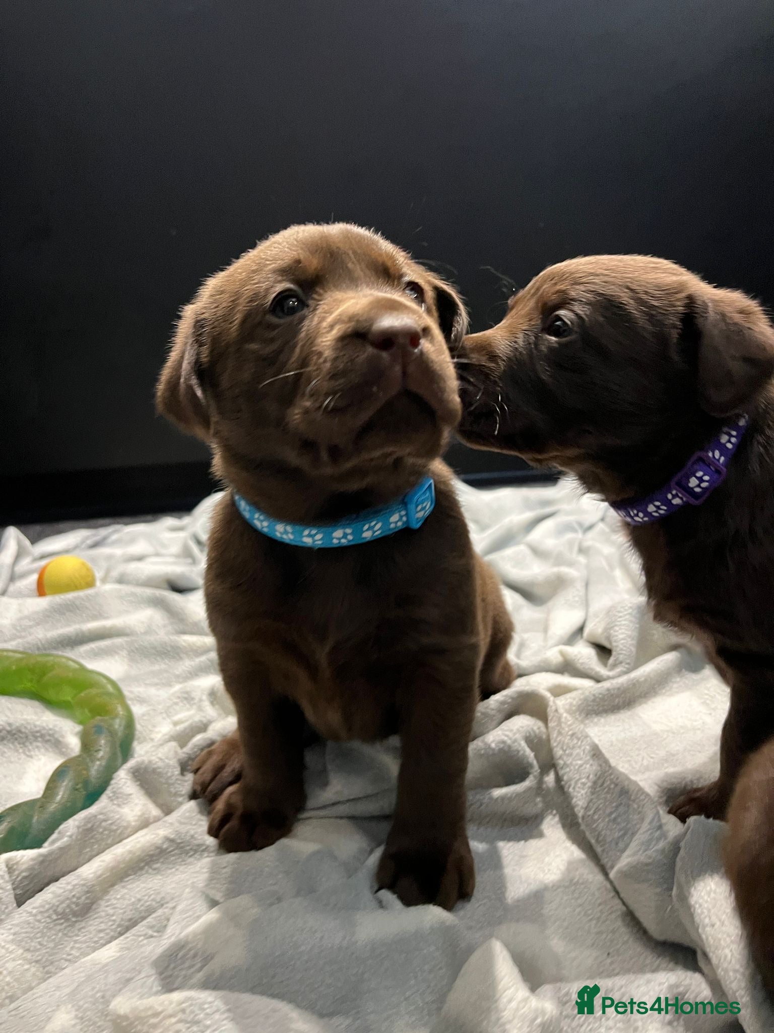 Labrador Retriever dogs Extensively Health Tested Chocolates 🩵 - Advert 2