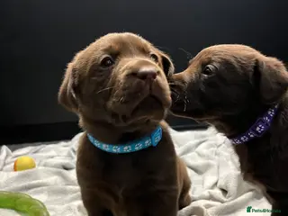 Labrador Retriever dogs Extensively Health Tested Chocolates 🩵 - Advert 2