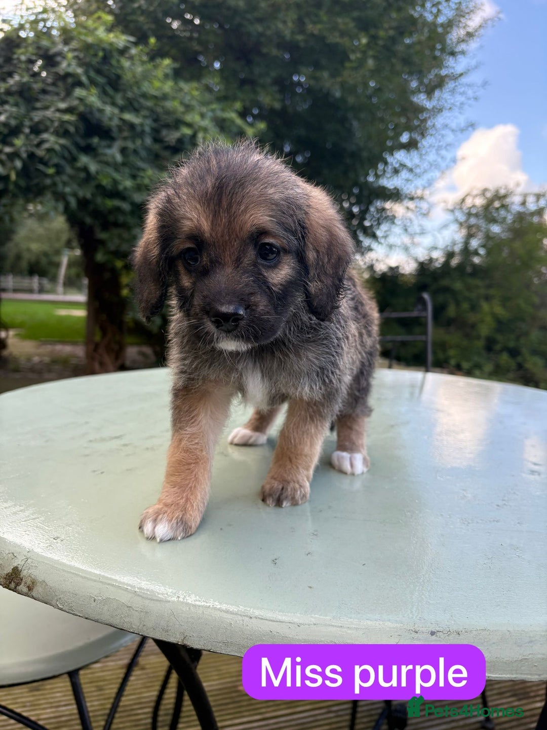 Saint Bernard dogs for sale: Outstanding Mini Saint Bernadoodle Puppies - Image 14