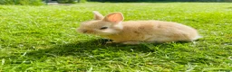 Netherland Dwarf rabbits for sale: Beuitiful netherland dwarf babys  - Advert 4