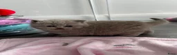 British Shorthair cats for sale: Beautiful Lilac British Shorthair, Registered - Advert 17