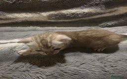 Bengal cats for sale: Rare Bengal babies - Image 16