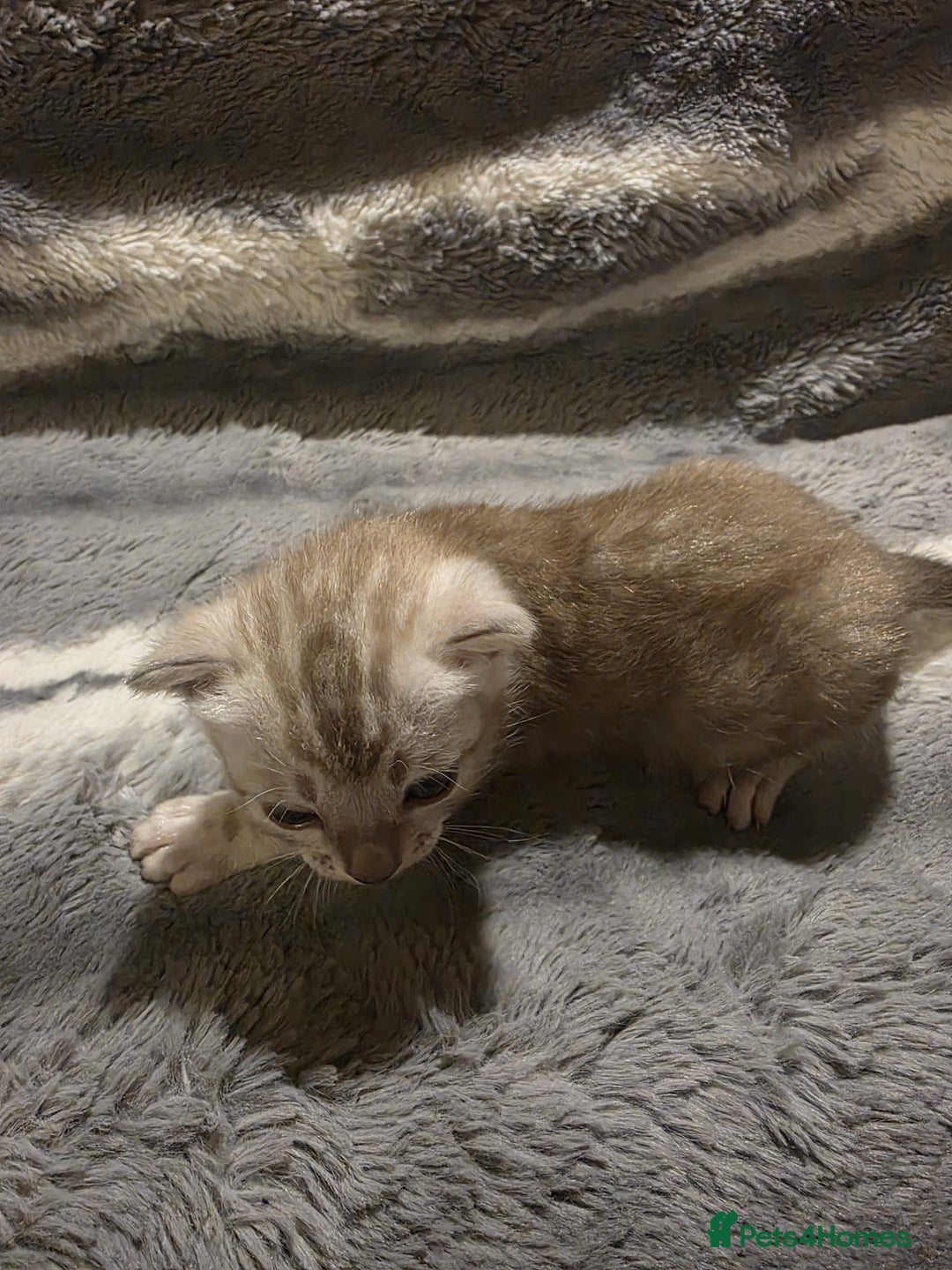 Bengal cats for sale: Rare Bengal babies - Image 16