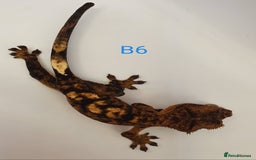Gecko reptiles for sale: Juvenile Crested Geckos - Image 13