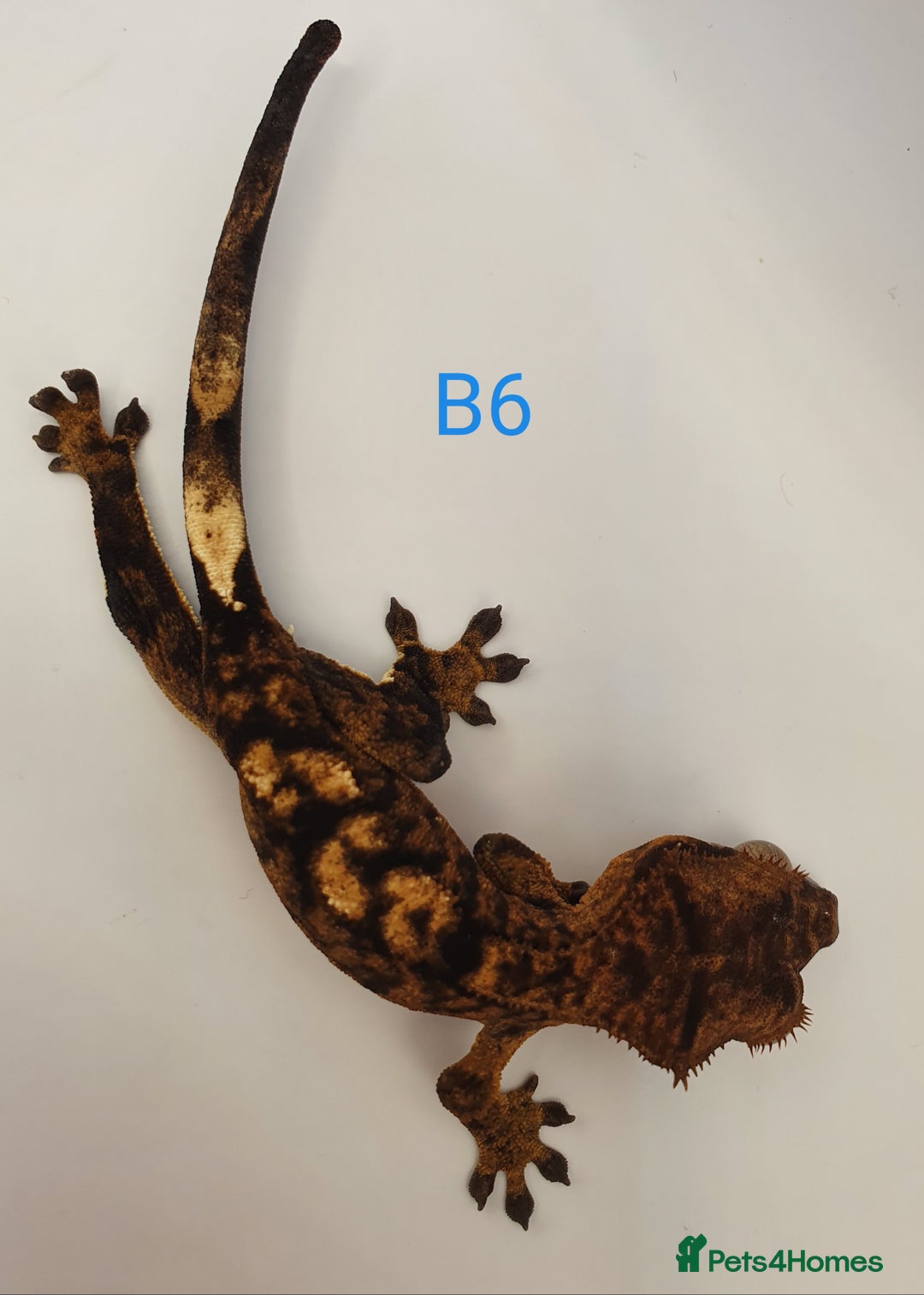 Gecko reptiles for sale: Juvenile Crested Geckos - Image 13