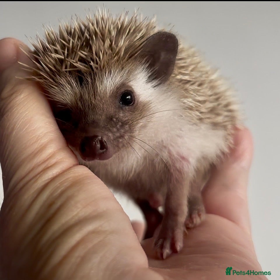 Pygmy Hedgehog rodents African Pygmy Hedgehog Ethically Bred  - Advert 13