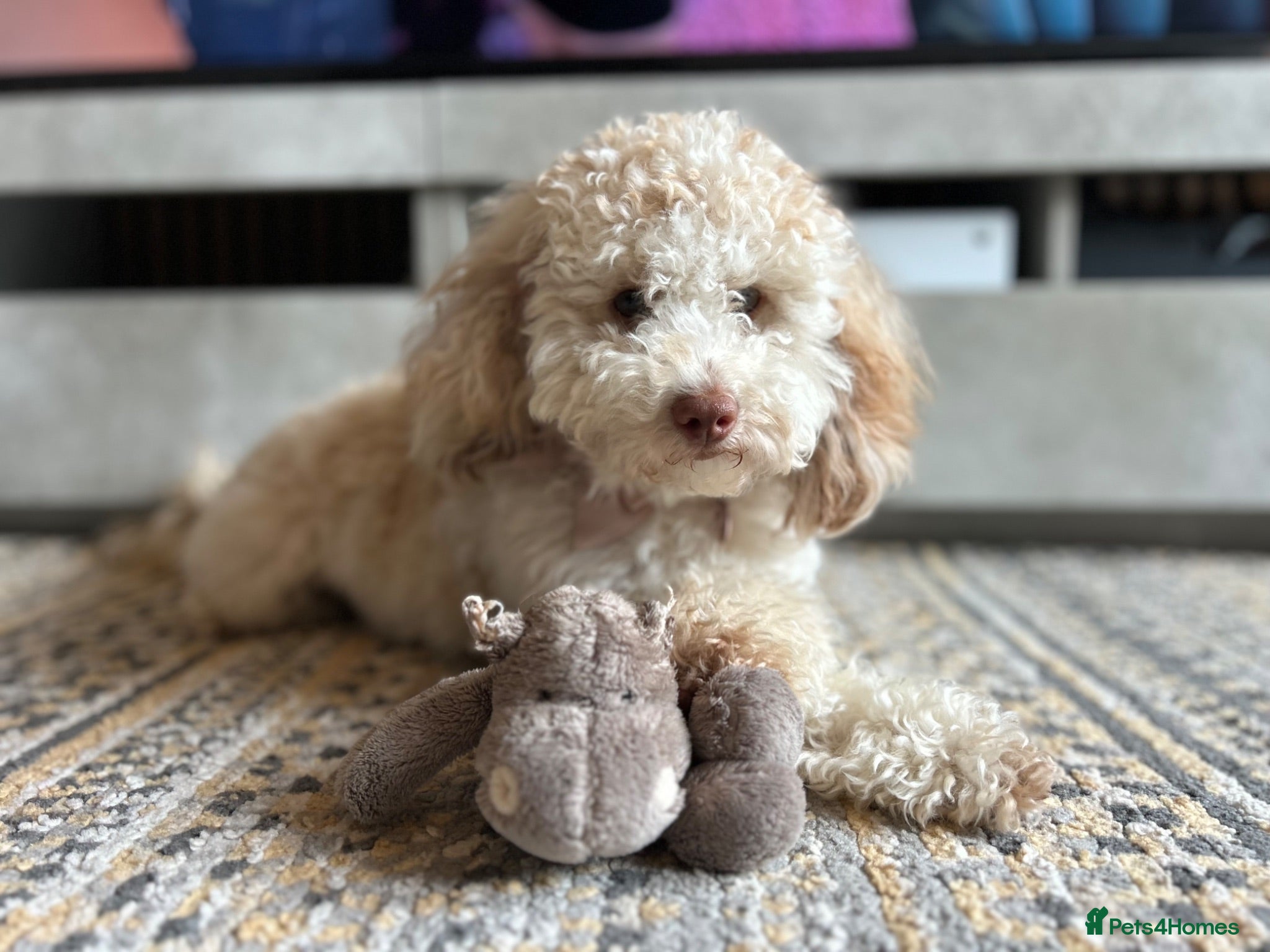 Cockapoo dogs Rehoming of 1 year old cockapoo - Advert 1