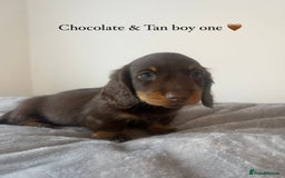 Miniature Dachshund dogs for sale: Last Long Haired Miniature Dachshund puppy in Gravesend - Image 6