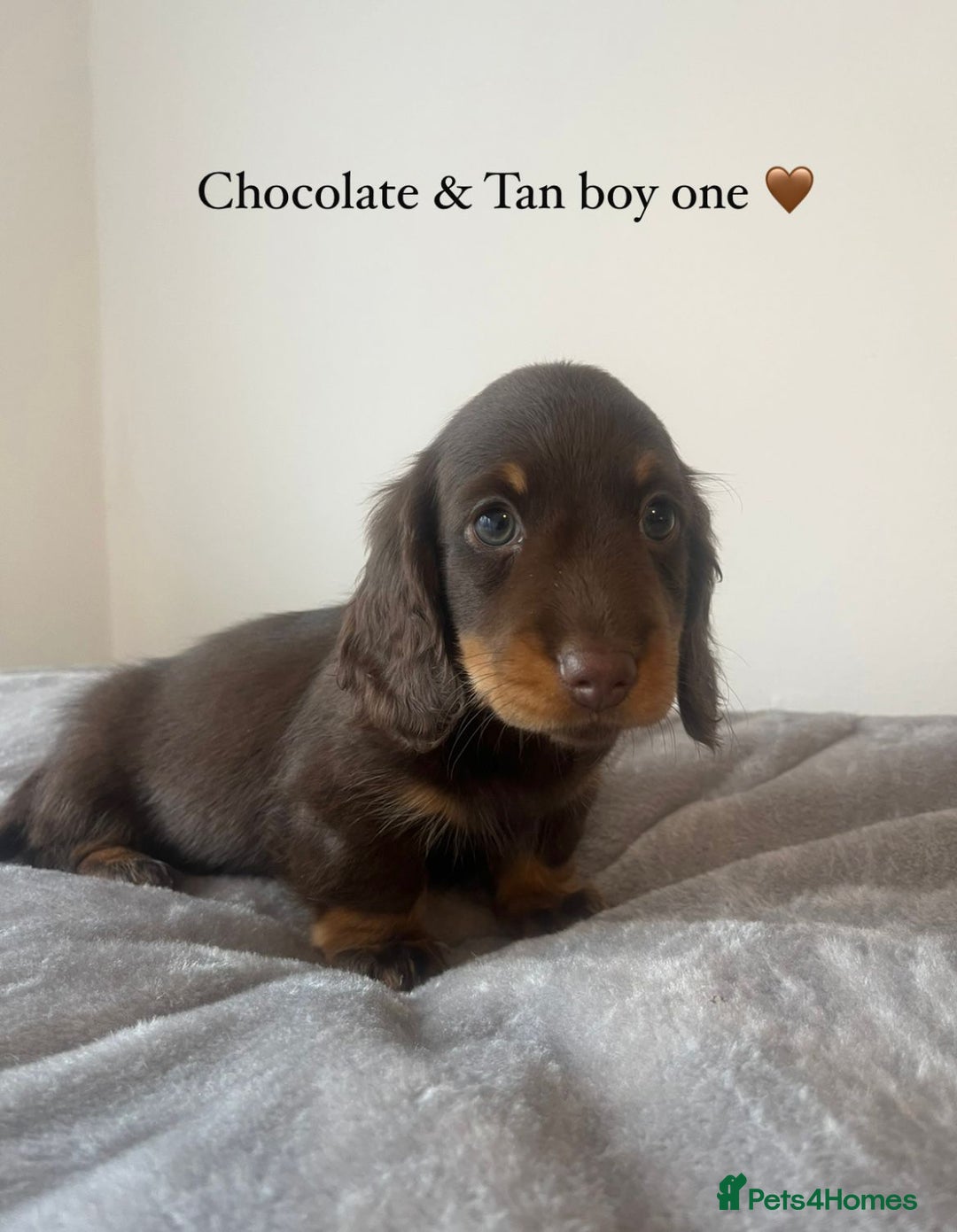 Miniature Dachshund dogs for sale: Last Long Haired Miniature Dachshund puppy in Gravesend - Image 6