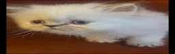 Persian cats for sale: Gorgeous Pure Persian Kittens  in London - Advert 4