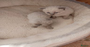 Ragdoll cats - Advert 9