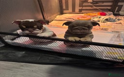 English Bulldog dogs for sale: English bulldog puppies  - Image 7