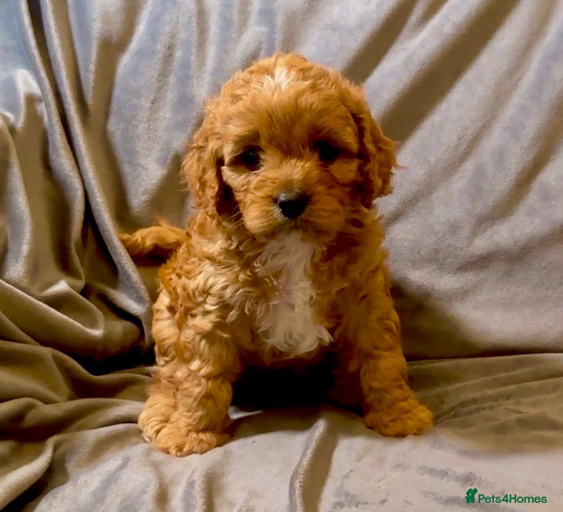 Cavapoo Puppy 4 Girl