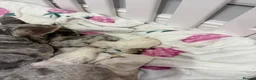 French Bulldog dogs for sale: French bulldog carrying fluffy - Advert 6