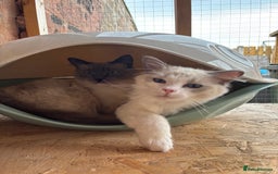 Ragdoll cats for sale: Two male ragdoll cats - Image 4